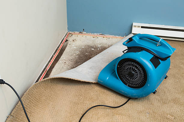 Best Professional water damage repair  in Fairlea, WV